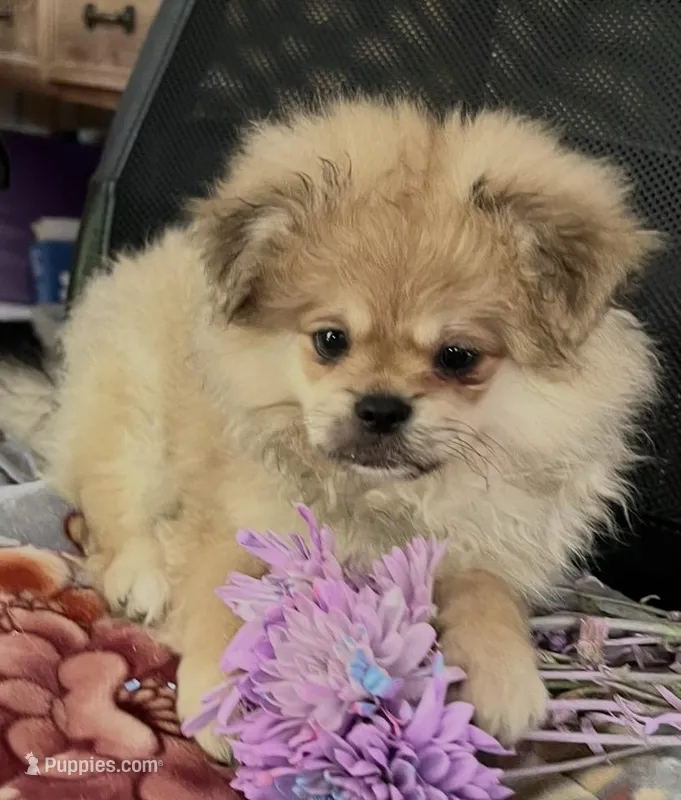 Coco Puff – Peek-A-Pom puppy for sale in Saint Augustine, FL