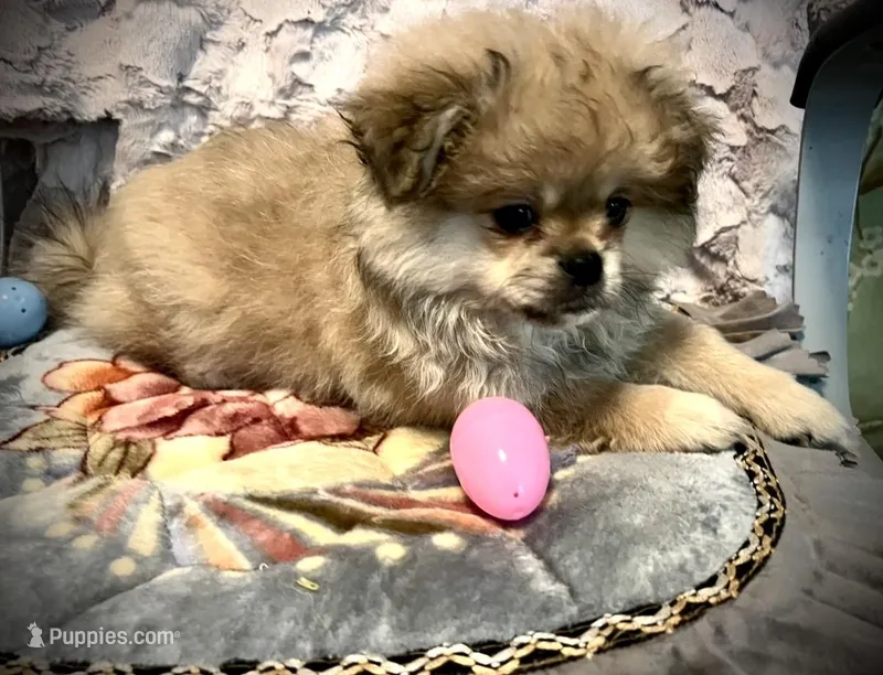 Coco Puff – Peek-A-Pom puppy for sale in Saint Augustine, FL