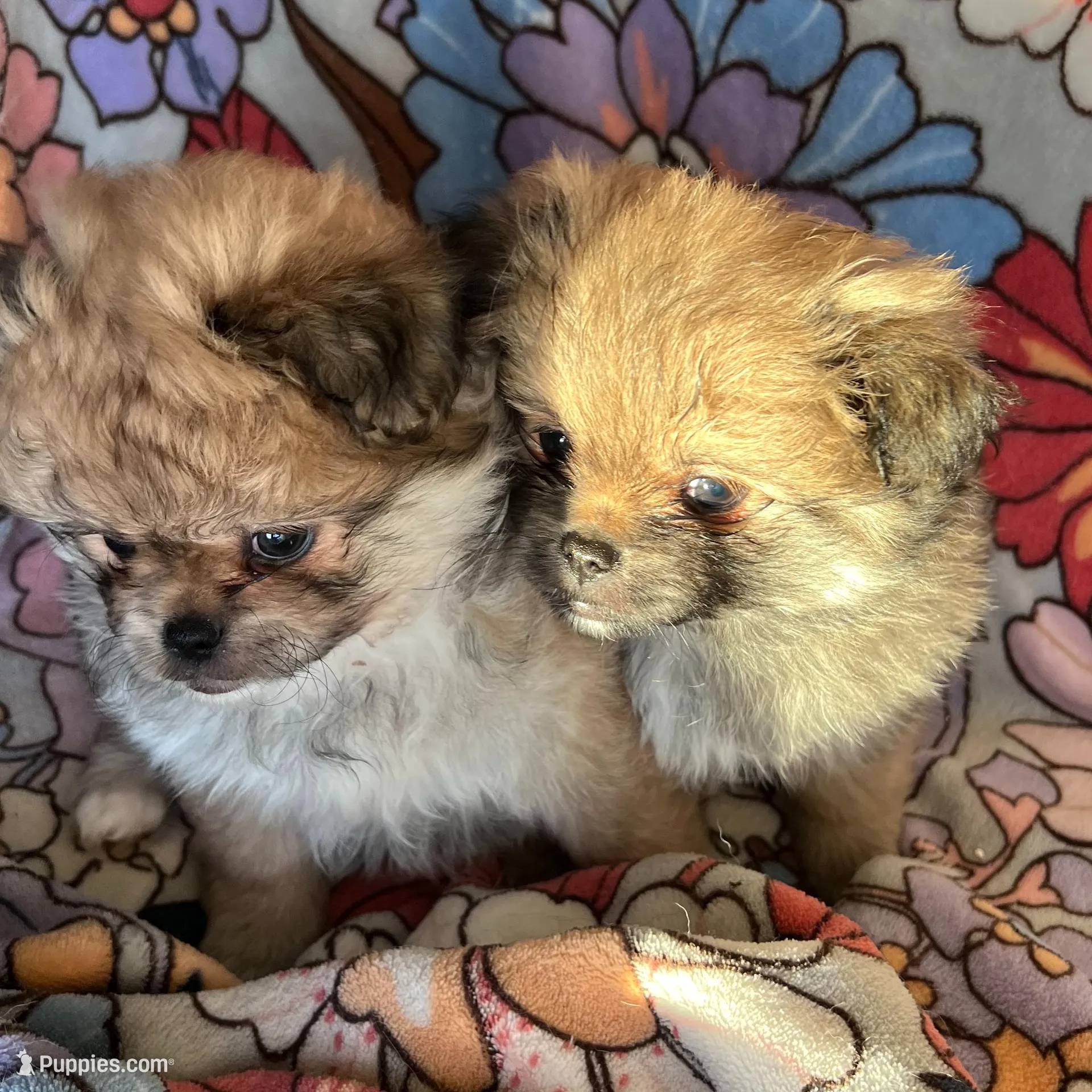 Coco Puff, a male Peek-A-Pom for sale in Saint Augustine, FL – Photo 3 of 3