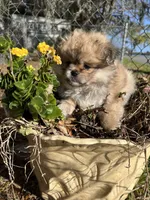 Coco Puff, a male Peek-A-Pom for sale in Saint Augustine, FL – Photo 2 of 3
