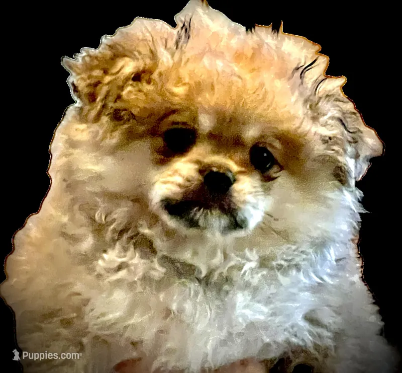 Coco Puff – Peek-A-Pom puppy for sale in Saint Augustine, FL