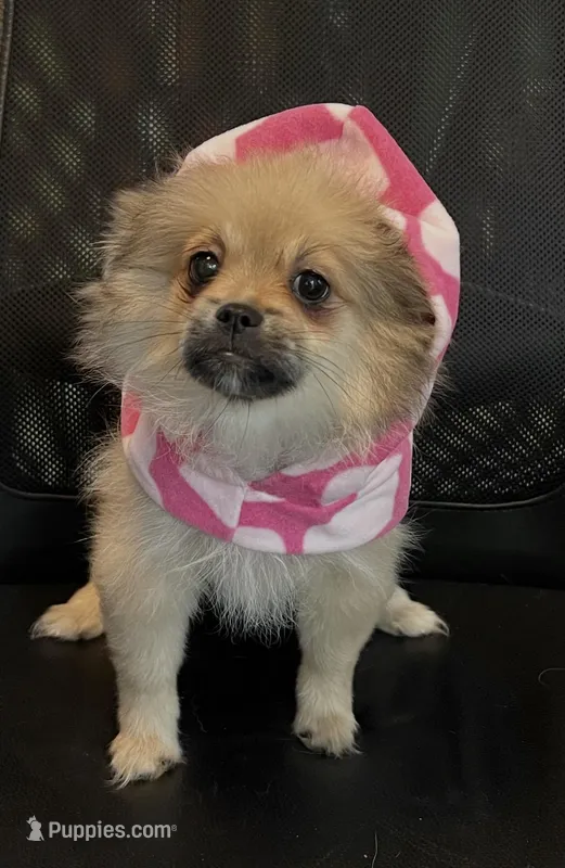 Pudding – Peek-A-Pom puppy for sale in Saint Augustine, FL