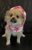 Pudding, a female Peek-A-Pom for sale in Saint Augustine, FL – Photo 1 of 7