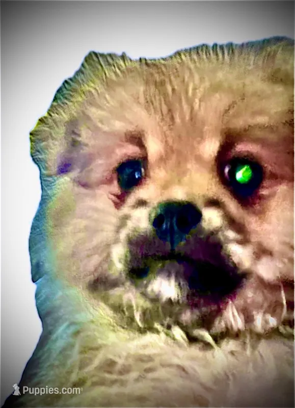 Pudding – Peek-A-Pom puppy for sale in Saint Augustine, FL