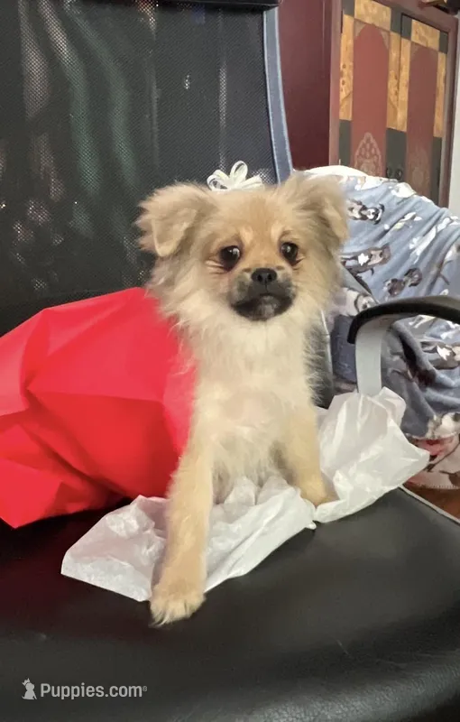 Princess Pompadour Pudding – Peek-A-Pom puppy for sale in Saint Augustine, FL