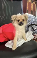 Princess Pompadour Pudding, a female Peek-A-Pom for sale in Saint Augustine, FL – 1 of 8