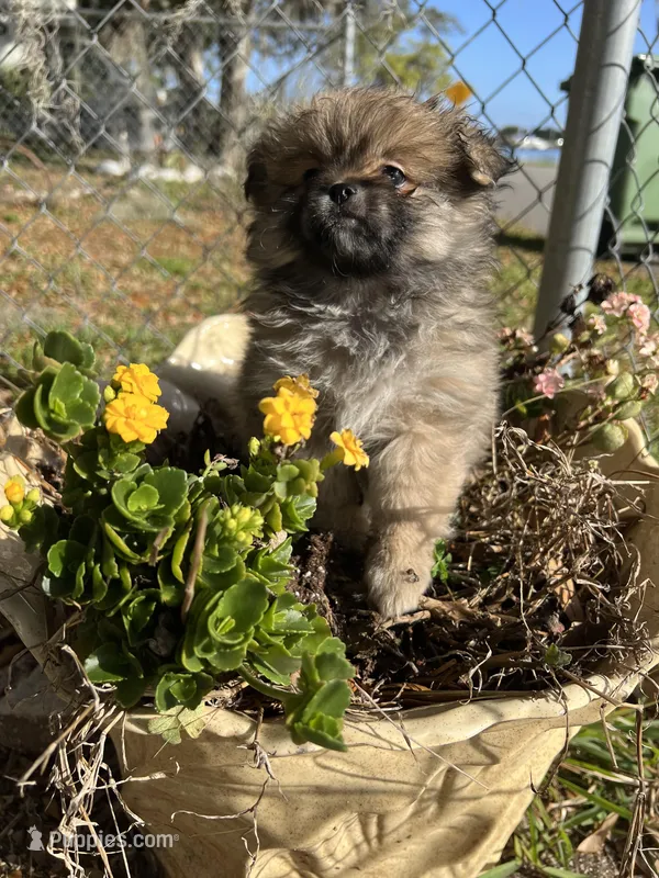 Pudding – Peek-A-Pom puppy for sale in Saint Augustine, FL