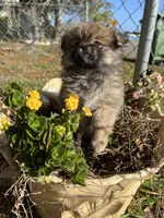 Pudding, a female Peek-A-Pom for sale in Saint Augustine, FL – Photo 1 of 2