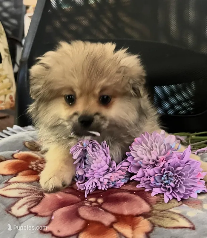 Pudding – Peek-A-Pom puppy for sale in Saint Augustine, FL