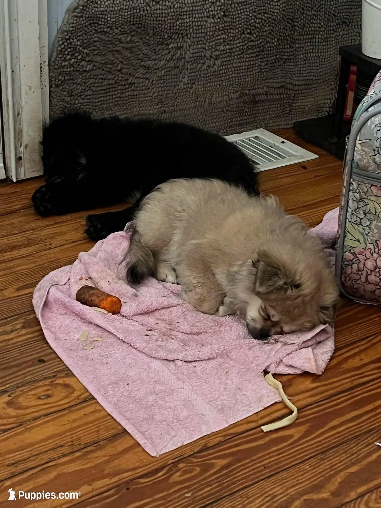 Pudding, a female Peek-A-Pom for sale in Saint Augustine, FL – Photo 4 of 7