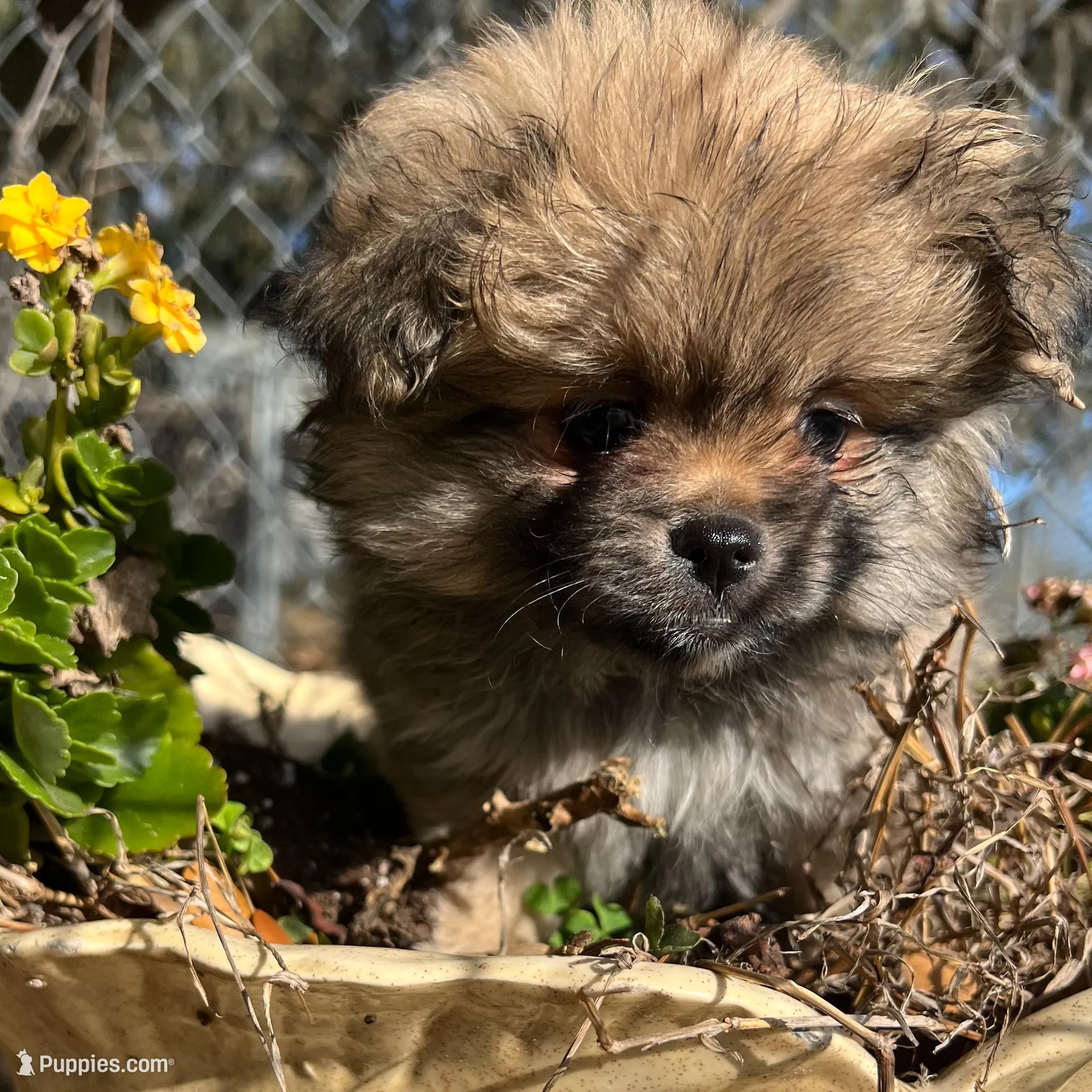 Pudding, a female Peek-A-Pom for sale in Saint Augustine, FL – Photo 2 of 2