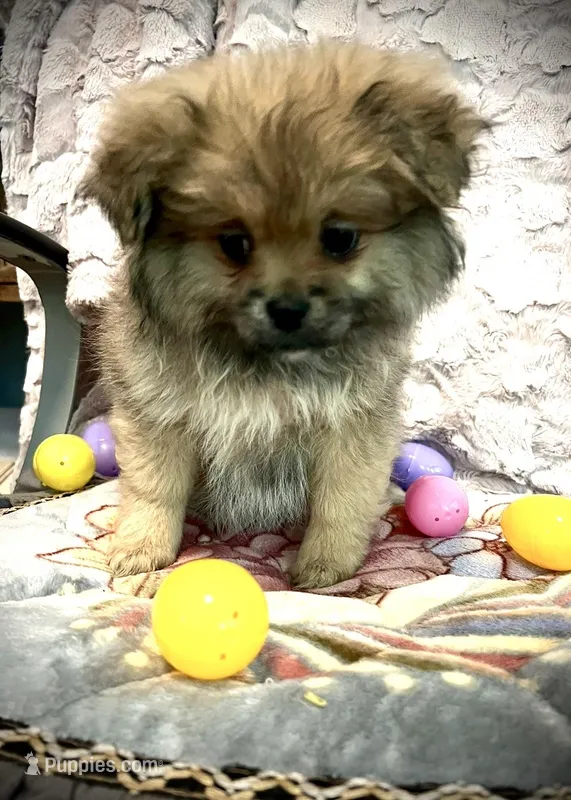 Pudding – Peek-A-Pom puppy for sale in Saint Augustine, FL