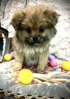 Pudding, a female Peek-A-Pom for sale in Saint Augustine, FL – Photo 5 of 7
