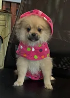 Pudding, a female Peek-A-Pom for sale in Saint Augustine, FL – Photo 2 of 7