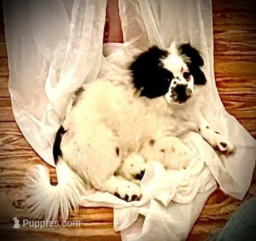HRH Prince Pudge – Peek-A-Pom puppy for sale in Saint Augustine, FL