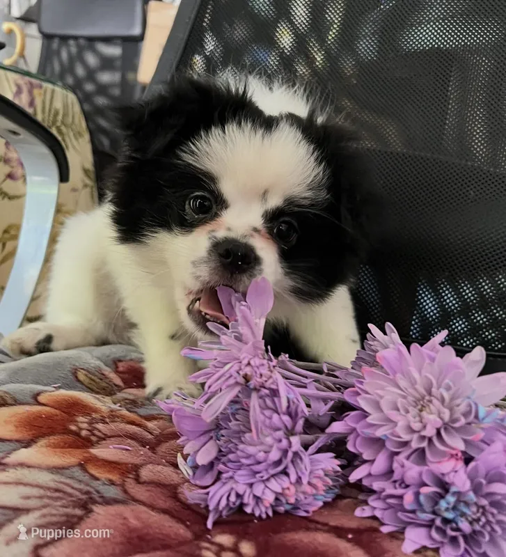 Heart – Peek-A-Pom puppy for sale in Saint Augustine, FL