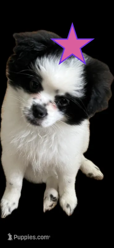 Heart – Peek-A-Pom puppy for sale in Saint Augustine, FL