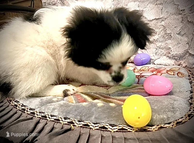 Heart – Peek-A-Pom puppy for sale in Saint Augustine, FL