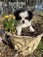 Heart, a female Peek-A-Pom for sale in Saint Augustine, FL – Photo 1 of 2