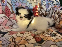 Heart, a female Peek-A-Pom for sale in Saint Augustine, FL – Photo 2 of 2