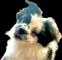 HRH Prince Pudge, a male Peek-A-Pom for sale in Saint Augustine, FL – 2 of 8