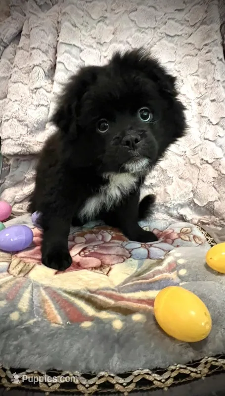 Kumi – Peek-A-Pom puppy for sale in Saint Augustine, FL