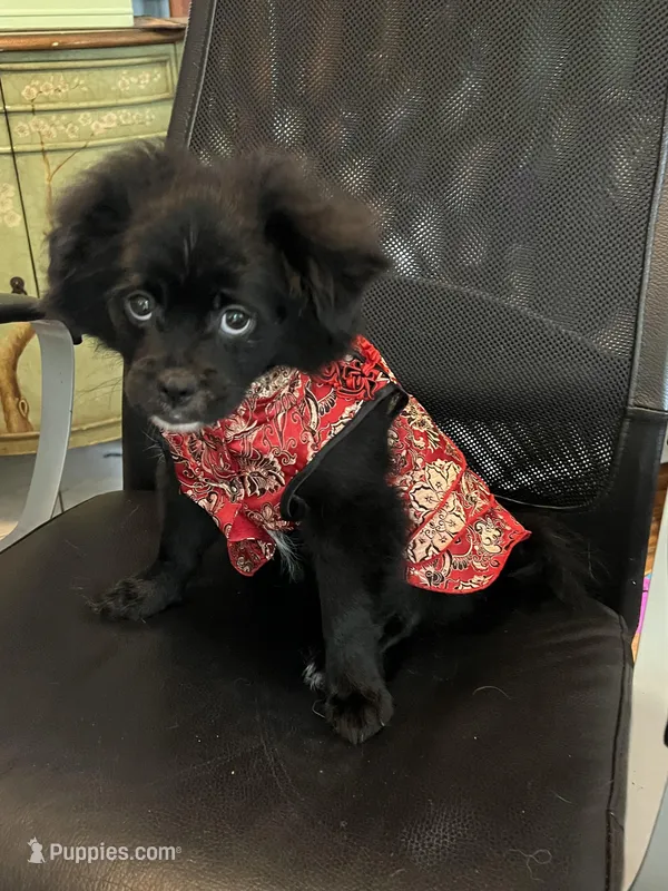 Kumi – Peek-A-Pom puppy for sale in Saint Augustine, FL