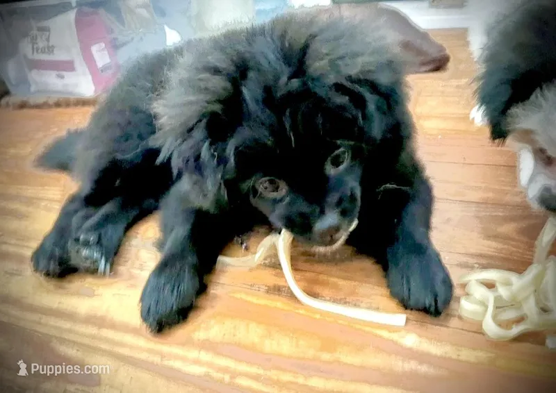 Kumi – Peek-A-Pom puppy for sale in Saint Augustine, FL