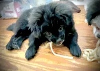 Kumi, a female Peek-A-Pom for sale in Saint Augustine, FL – Photo 2 of 7