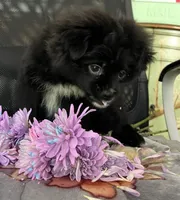 Kumi, a female Peek-A-Pom for sale in Saint Augustine, FL – Photo 3 of 7