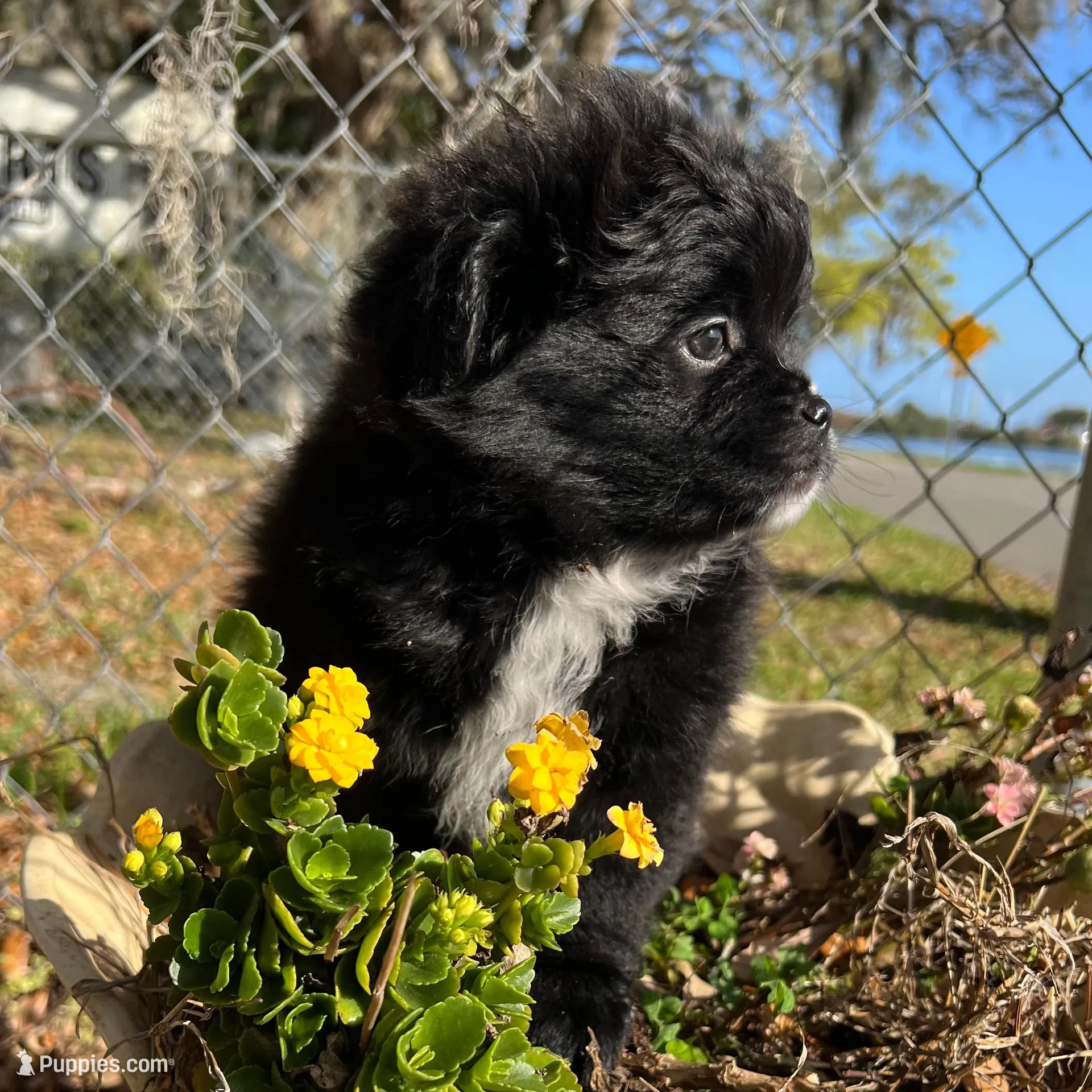 Kumi, a female Peek-A-Pom for sale in Saint Augustine, FL – Photo 2 of 2