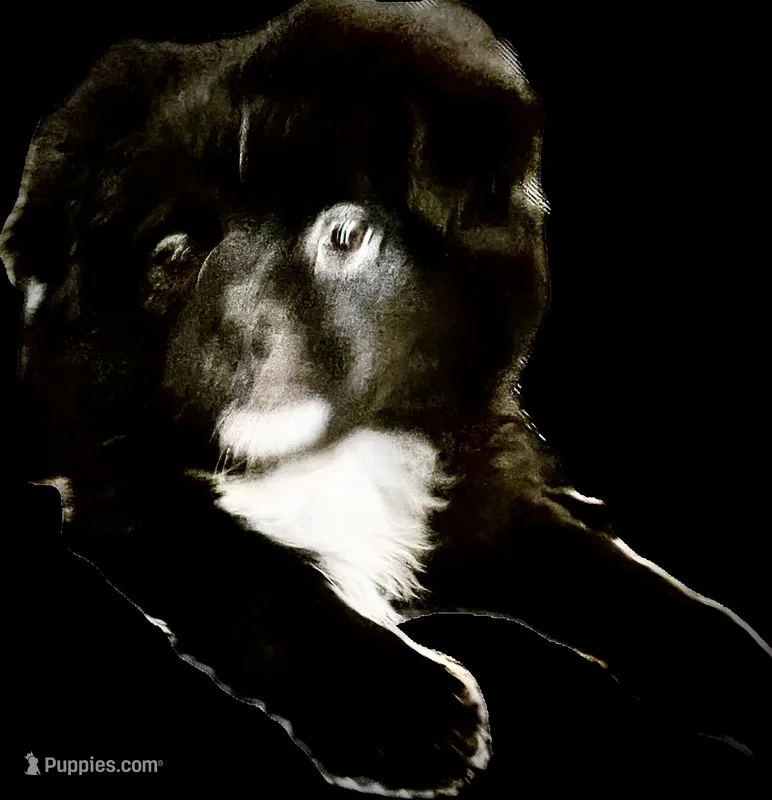 Kumi – Peek-A-Pom puppy for sale in Saint Augustine, FL