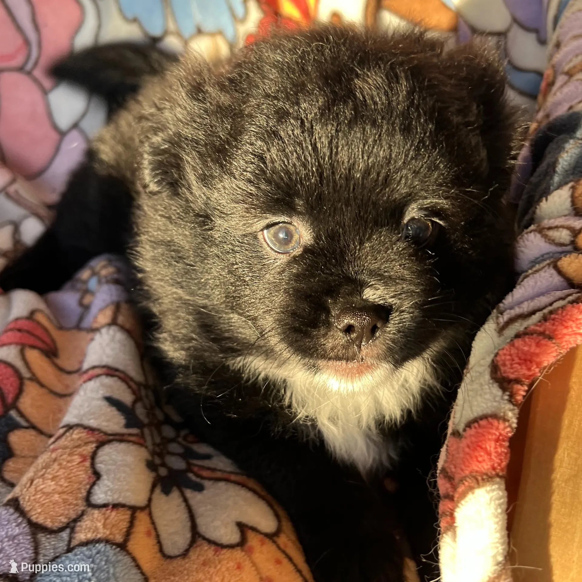 Kumi – Peek-A-Pom puppy for sale in Saint Augustine, FL