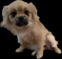 The Irascible Princess Pickles, a female Peek-A-Pom for sale in Saint Augustine, FL – 2 of 10