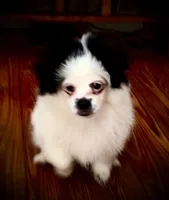 Dr. Peppercorn, a male Peek-A-Pom for sale in Saint Augustine, FL – 3 of 10