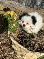 Target, a male Peek-A-Pom for sale in Saint Augustine, FL – Photo 2 of 2