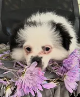 Dr. Peppercorn, a male Peek-A-Pom for sale in Saint Augustine, FL – 4 of 10