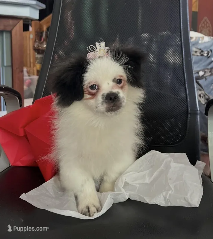 Dr. Peppercorn – Peek-A-Pom puppy for sale in Saint Augustine, FL