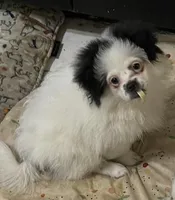 Dr. Peppercorn, a male Peek-A-Pom for sale in Saint Augustine, FL – 5 of 10