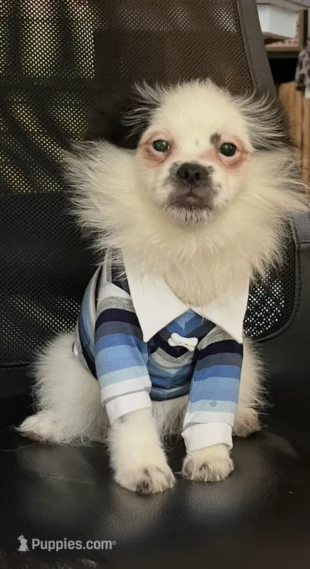 Elton John – Peek-A-Pom puppy for sale in Saint Augustine, FL