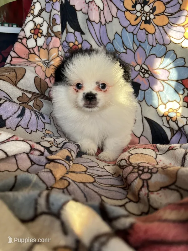 Target – Peek-A-Pom puppy for sale in Saint Augustine, FL