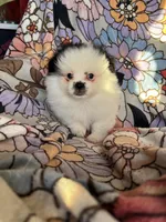 Target, a male Peek-A-Pom for sale in Saint Augustine, FL – Photo 1 of 2