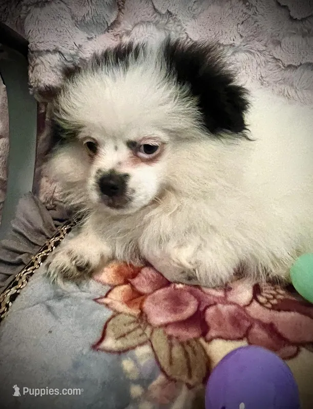 Elton John – Peek-A-Pom puppy for sale in Saint Augustine, FL