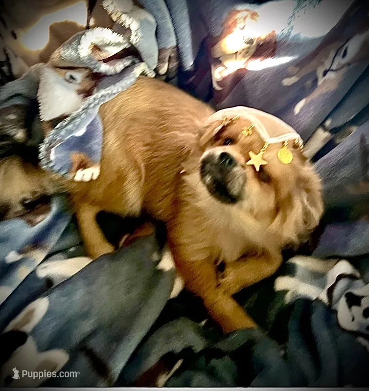 Princess – Peek-A-Pom puppy for sale in Saint Augustine, FL