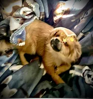 Princess, a female Peek-A-Pom for sale in Saint Augustine, FL – 1 of 10