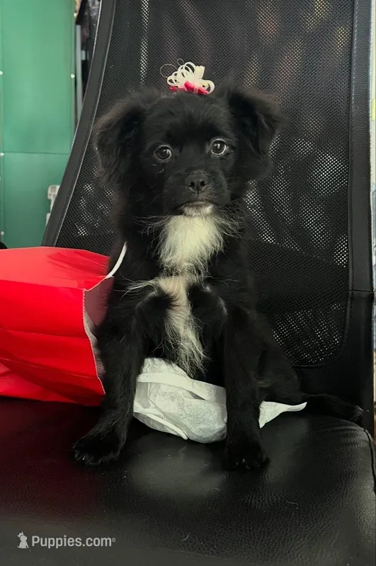 The Countess Kumini – Peek-A-Pom puppy for sale in Saint Augustine, FL