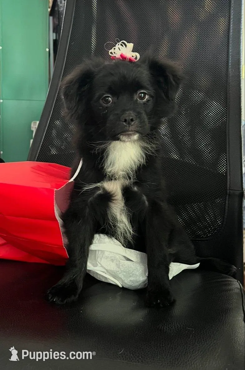 The Countess Kumini, a female Peek-A-Pom for sale in Saint Augustine, FL – 1 of 8