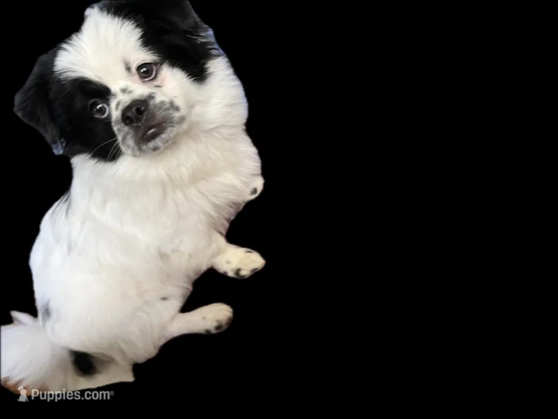 Ying Yang – Peek-A-Pom puppy for sale in Saint Augustine, FL