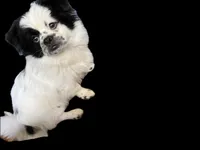 Ying Yang, a male Peek-A-Pom for sale in Saint Augustine, FL – 1 of 10