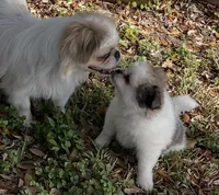 Butterscotch, a female Peek-A-Pom for sale in Saint Augustine, FL – Photo 2 of 2